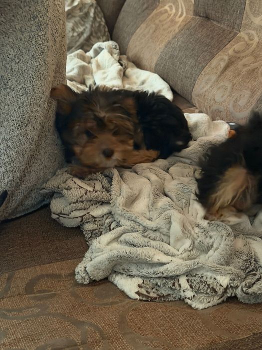 Мини йоркита териери