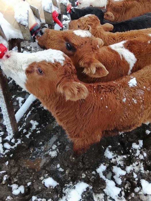Месодайно теле  малко, три броя
