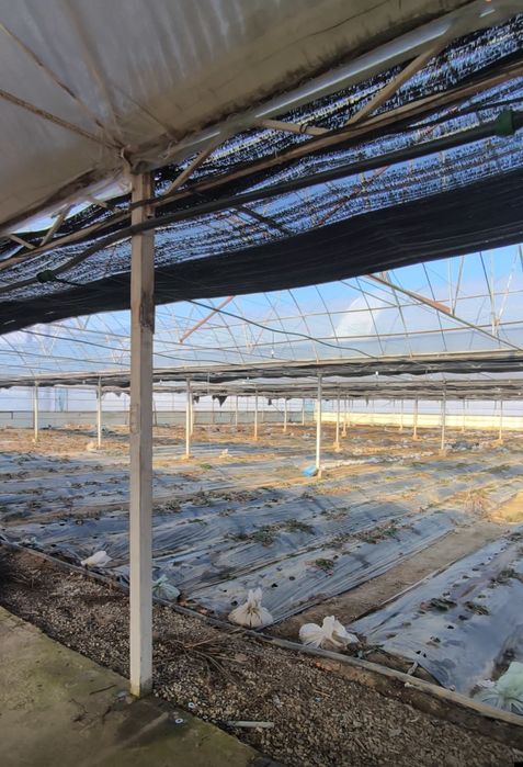 Сдам в аренду теплицу 1га