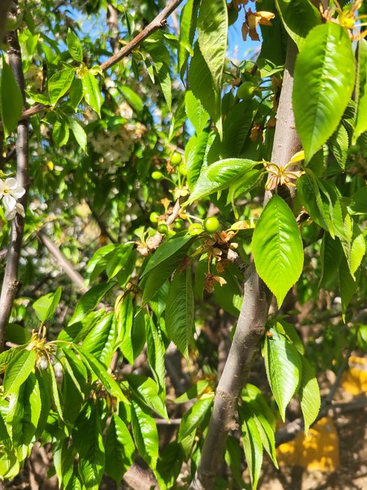 Гилос дарахти мевага кирган