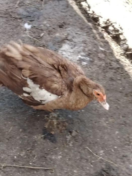 Vând rațe leșești