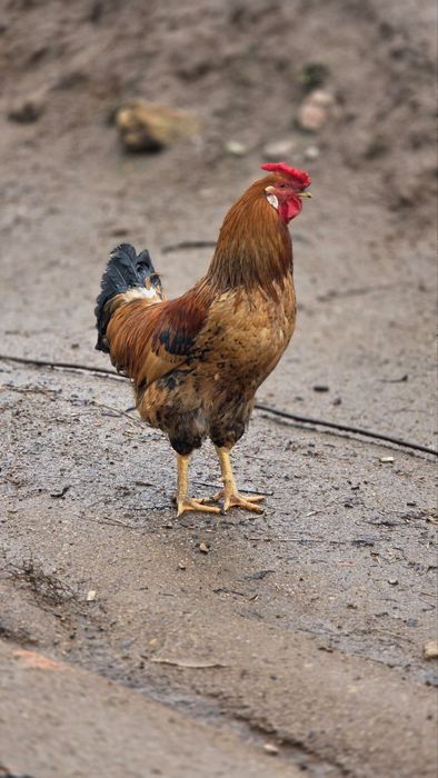 Петли различни породи.