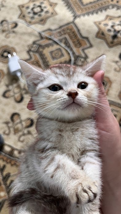 Котенка от британца