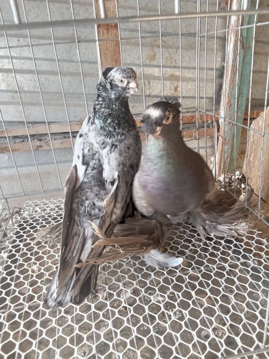 Продам голубей хороших