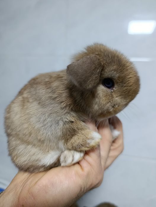 Продается карликовый баран кролики разные цвета