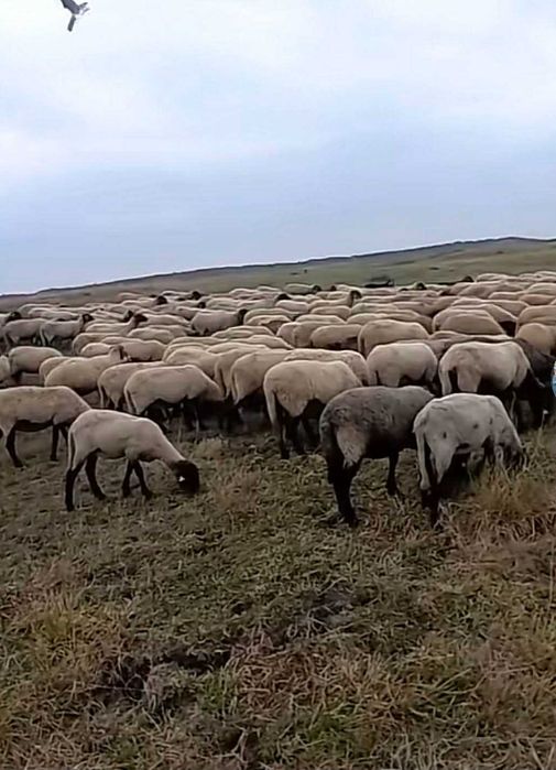 Miei de Paște de vânzare 45carcasa