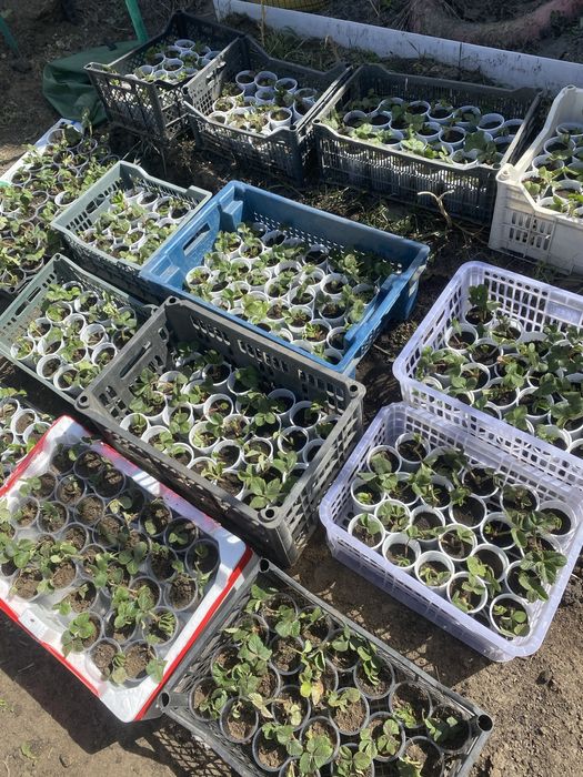 Клубника рассада