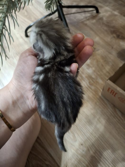 Продам шотландских котят