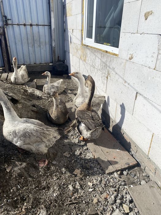 Яйцо гусиное домашнее