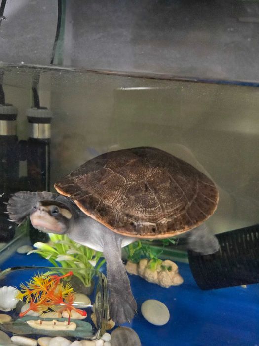 Уникална червенокоремна костенурка + аквариум и пълно оборудване.