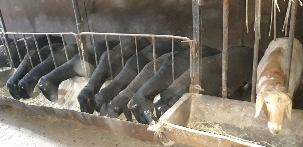 Кучкор тойали оподудажониси уругликка ёки акика эхсон маросимбоп .