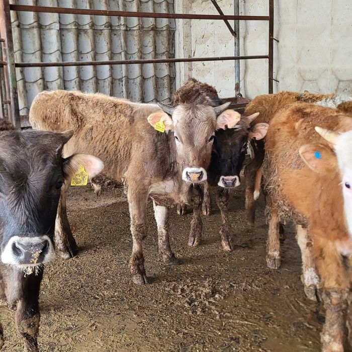 Продам 5 голов бычков