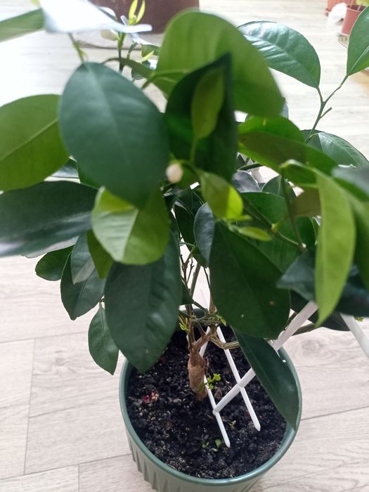 Комнатное мандариновое дерево.