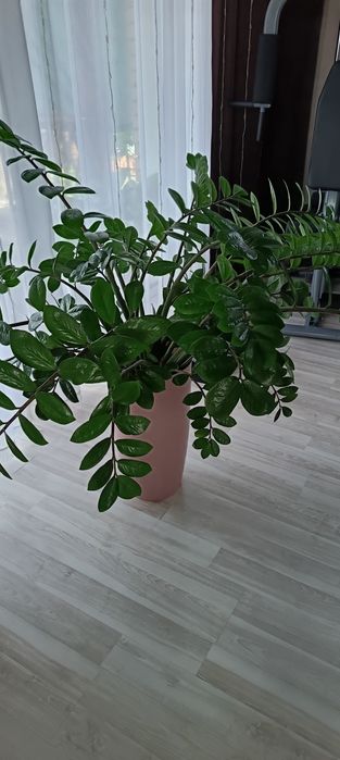 Продам замиакулькас