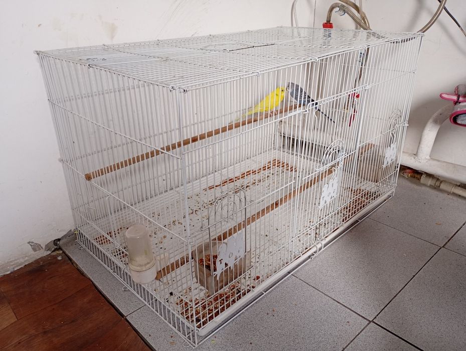 Незнаю какой породы