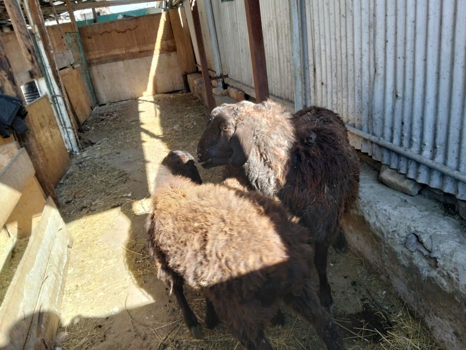 Шаруа саулыкпен токты сатылады