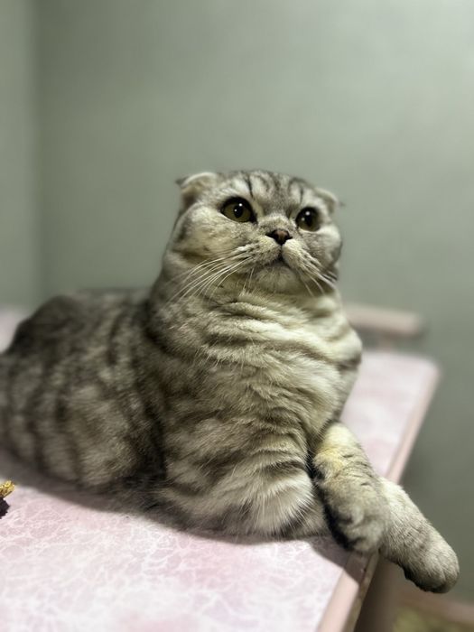 Sotilmaydi) На вязку вислаухи кот звоните нужна невестка