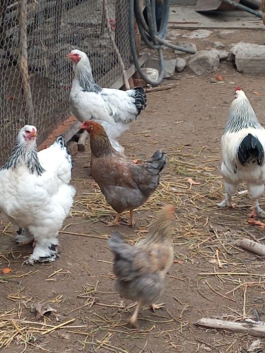 Жақсы Қораздар бар