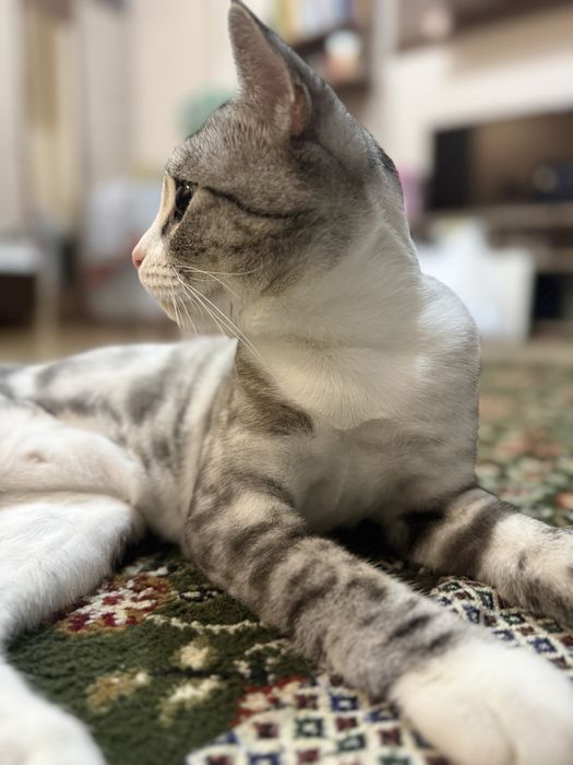 Отдам кота в хорошый руки