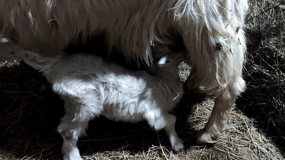 Лактар акпан айында туылган