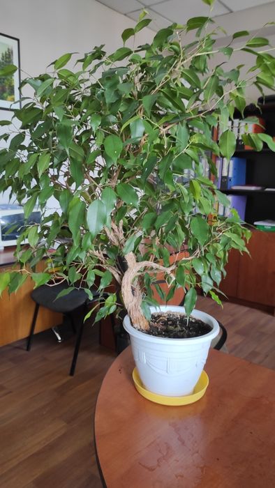 Растения комнатные