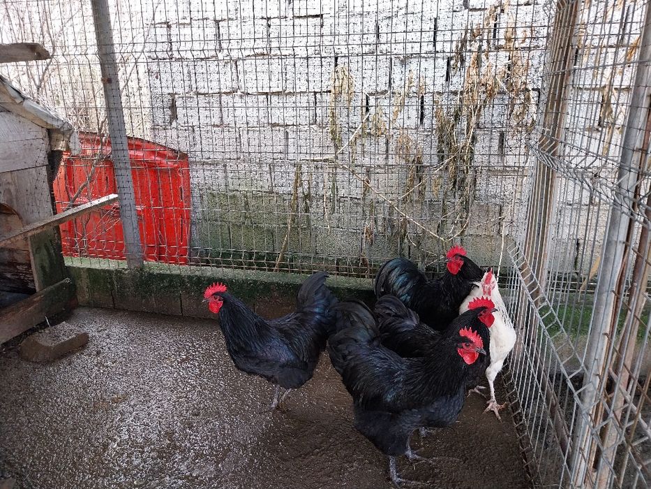 Cocosi australorp