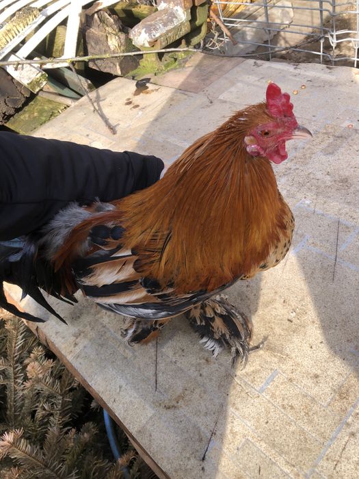 Vand 2 cocosi pheonix si 1 pitic