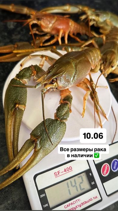 Раки для бани. Живые и готовим.