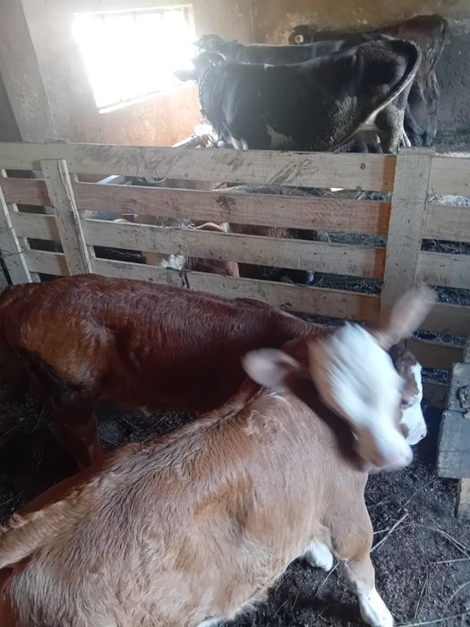 Viței de vânzare