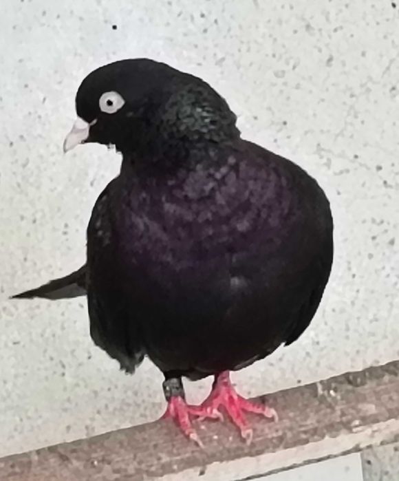 Гълъби унгарски преметачи