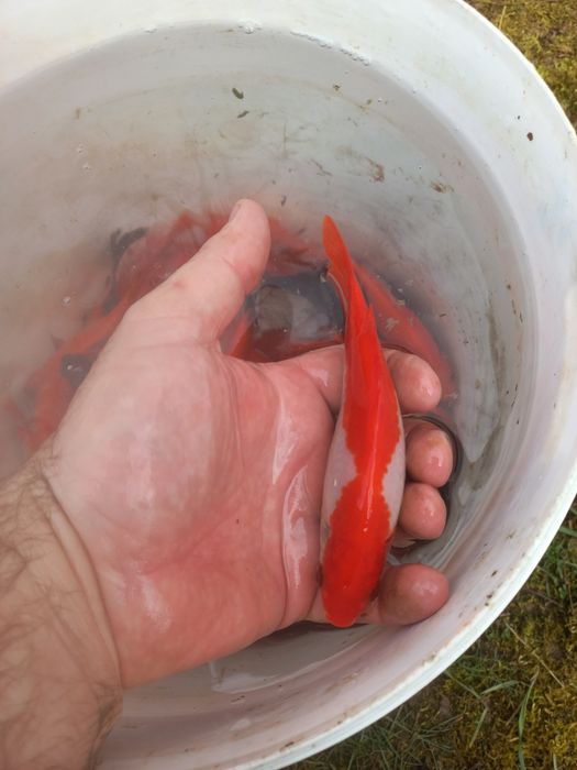 Vând  Caraș gold fish