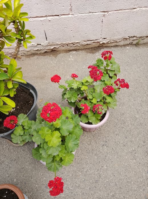 Продам цветы домашние