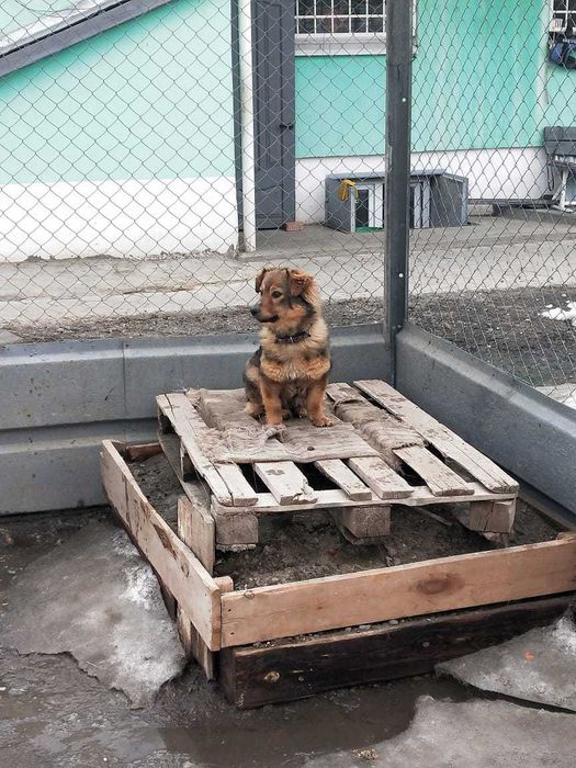 Молодая собачка- девочка ищет хозяина