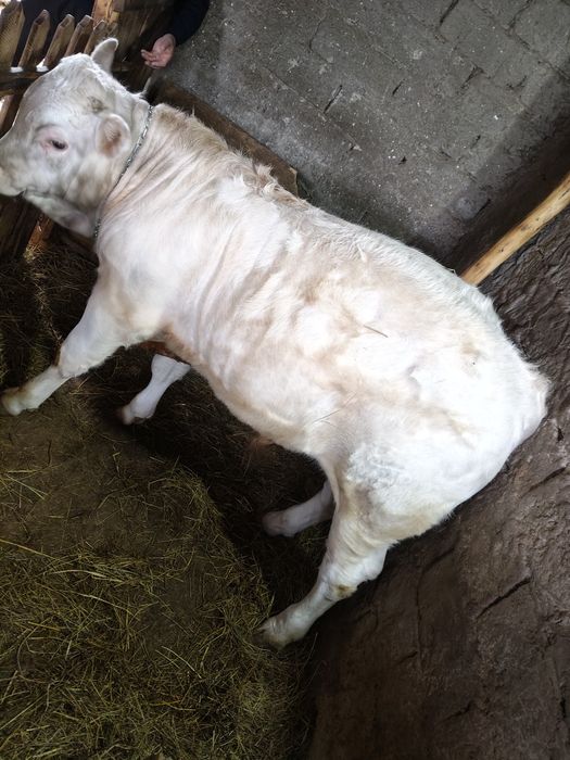 Vițel de carne Charolais, 5 luni
