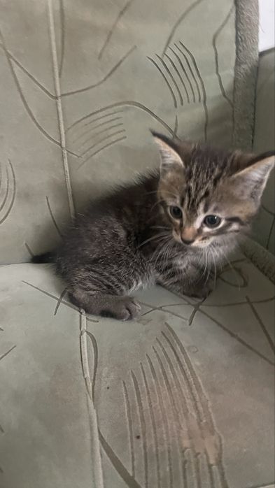 Отдам котят 2 мальчика