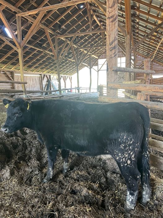 Vand 2 vitele angus