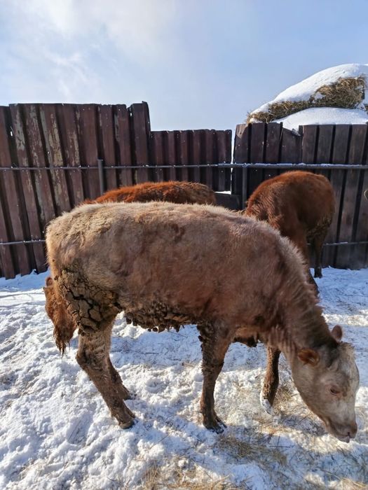 Кашар сатамын, бір жасар қашар, откорымда тұрған, семіз, төрт қашар