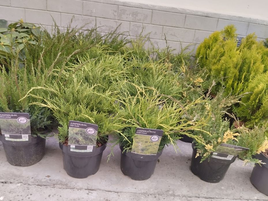 Galubika Голубика