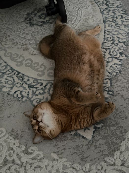 Отдам котика в добрые руки, scottish straight