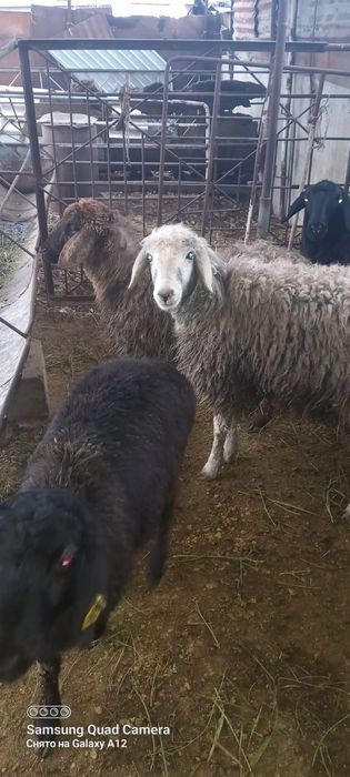 Қой сатылыды семіз