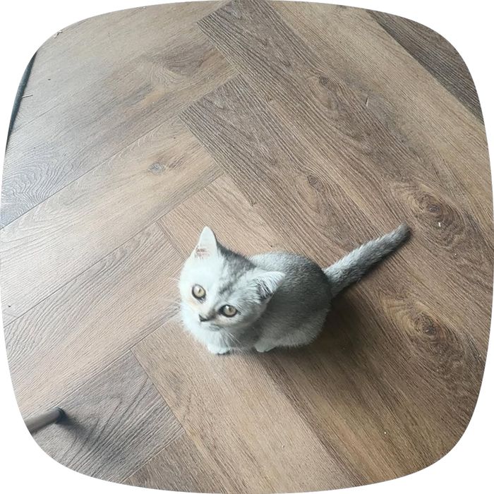 Кошка шотландка
