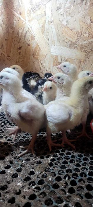 Продам цыплят бройлеров КОББ 500