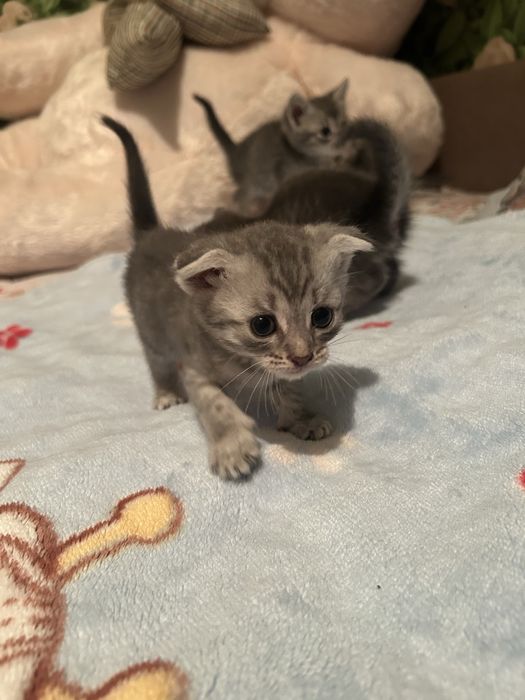 Вислоухая котята