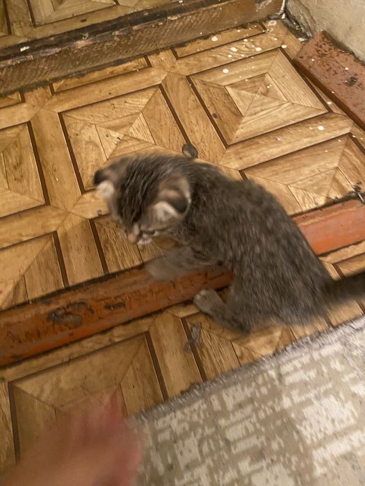 котёнок-девочка срочно в добрые руки