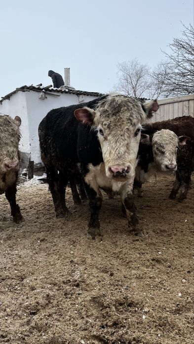 Бұқа  бык одборный бос откорм 23 бас