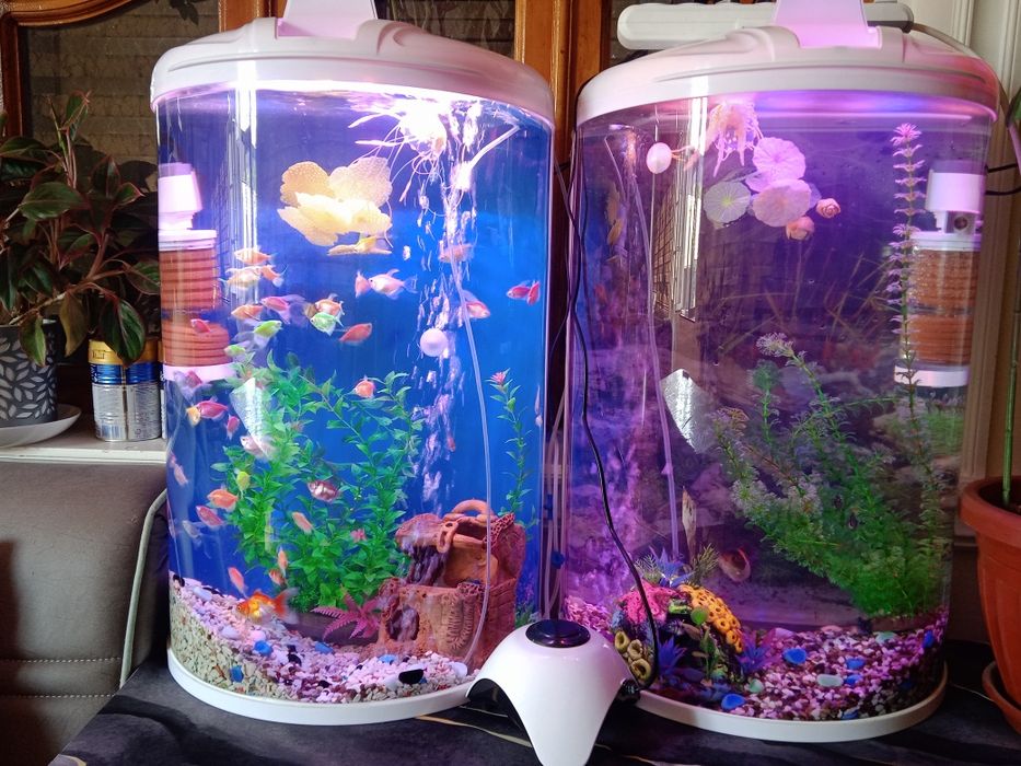 Akvarium va baliqlar bilan
