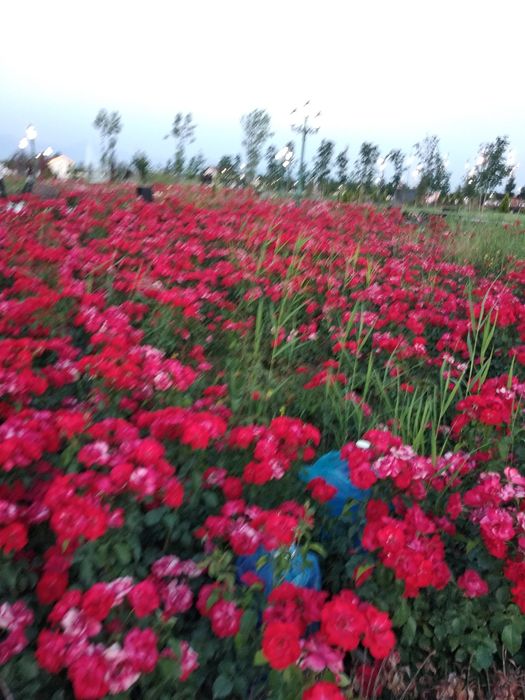 Цвити тулпани смина