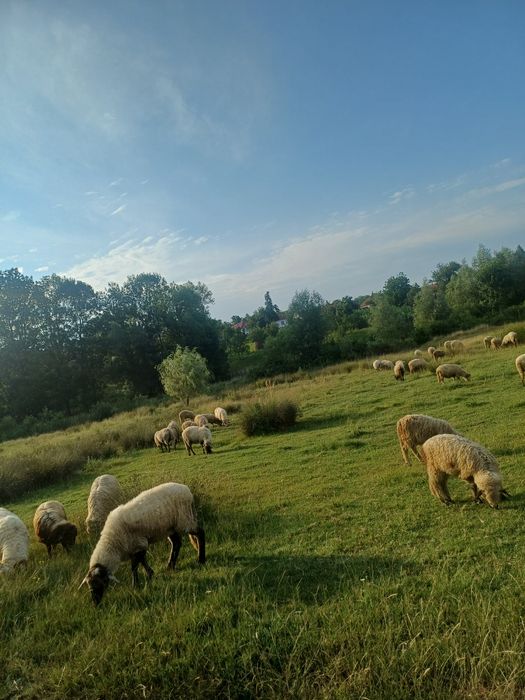 Vând oi cu miei langa ele