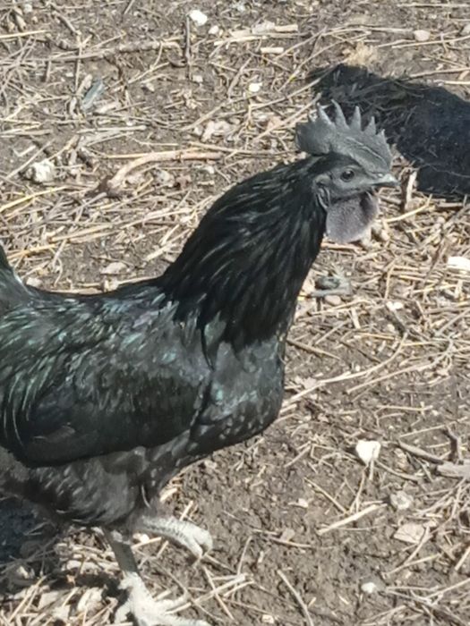 Uxeyilyuy tuxumlari sotiladi. Яйца курицы Ухэйилюй зелёные