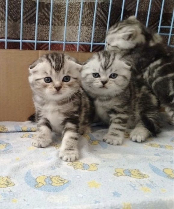 Вислоухие Шотландские котята